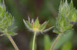 Sulphur cinquefoil